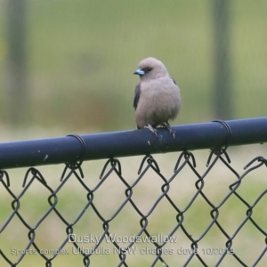 Artamus cyanopterus at Ulladulla, NSW - 16 Oct 2019