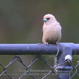 Artamus cyanopterus at Ulladulla, NSW - 16 Oct 2019