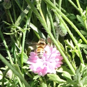 Apis mellifera at Molonglo Valley, ACT - 10 Nov 2019 01:36 PM