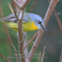 Eopsaltria australis (Eastern Yellow Robin) at Mollymook Beach, NSW - 16 Oct 2019 by CharlesDove