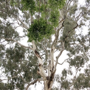 Callocephalon fimbriatum at Hughes, ACT - 16 Nov 2019