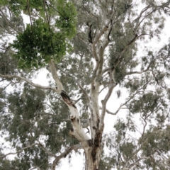 Callocephalon fimbriatum at Hughes, ACT - 16 Nov 2019