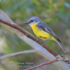 Eopsaltria australis (Eastern Yellow Robin) at Ulladulla, NSW - 16 Oct 2019 by CharlesDove