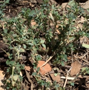 Trifolium sp. at Weston, ACT - 16 Nov 2019