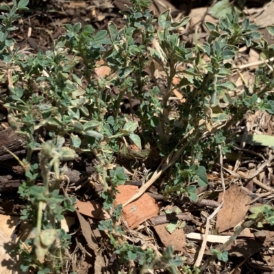 Trifolium sp. (Clover) at Weston, ACT - 16 Nov 2019 by AliceH