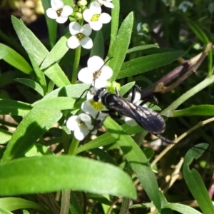 Pompilidae (family) at Molonglo Valley, ACT - 10 Nov 2019