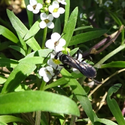 Pompilidae (family) (Unidentified Spider wasp) at Molonglo Valley, ACT - 10 Nov 2019 by JanetRussell