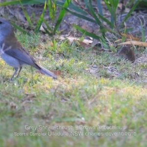 Colluricincla harmonica at Ulladulla, NSW - 16 Oct 2019