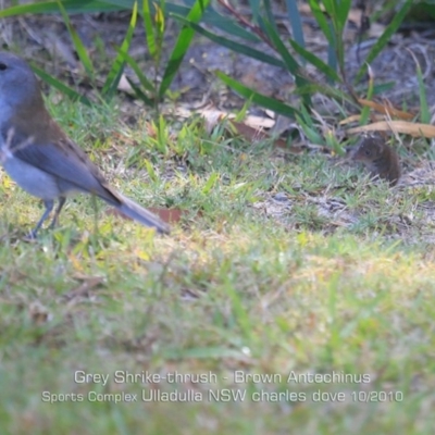 Colluricincla harmonica (Grey Shrikethrush) at Ulladulla, NSW - 16 Oct 2019 by CharlesDove