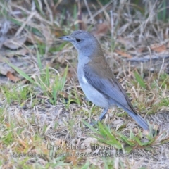 Colluricincla harmonica at Ulladulla, NSW - 16 Oct 2019