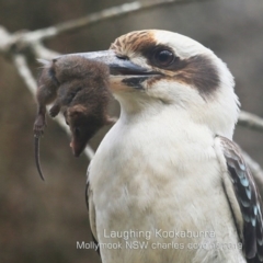 Dacelo novaeguineae (Laughing Kookaburra) at Mollymook Beach, NSW - 18 Oct 2019 by Charles Dove