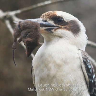 Dacelo novaeguineae (Laughing Kookaburra) at Mollymook Beach, NSW - 19 Oct 2019 by CharlesDove