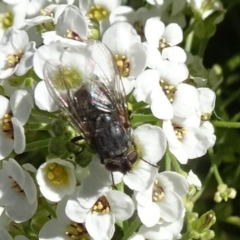 Unverified Bristle Fly (Tachinidae) at Molonglo Valley, ACT - 10 Nov 2019 by JanetRussell