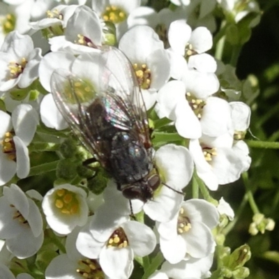 Unverified Bristle Fly (Tachinidae) at Molonglo Valley, ACT - 10 Nov 2019 by JanetRussell