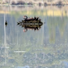 Cygnus atratus (Black Swan) at Milton, NSW - 1 Nov 2019 by CharlesDove