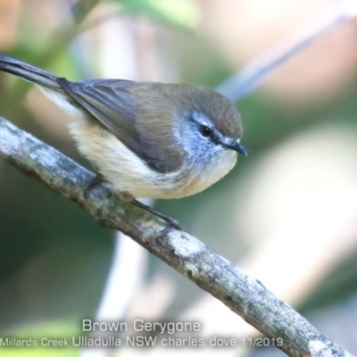 Gerygone mouki (Brown Gerygone) at Ulladulla - Millards Creek - 31 Oct 2019 by CharlesDove