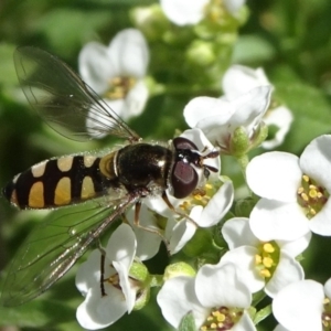 Melangyna viridiceps at Molonglo Valley, ACT - 10 Nov 2019