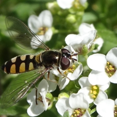 Melangyna viridiceps (Hover fly) at National Arboretum Forests - 10 Nov 2019 by JanetRussell