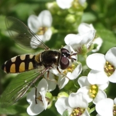 Melangyna viridiceps (Hover fly) at Molonglo Valley, ACT - 10 Nov 2019 by JanetRussell