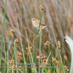 Cisticola exilis (Golden-headed Cisticola) at Milton, NSW - 1 Nov 2019 by CharlesDove