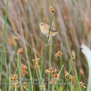 Cisticola exilis at Milton, NSW - 1 Nov 2019 12:00 AM