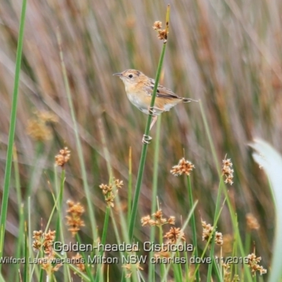 Cisticola exilis (Golden-headed Cisticola) at Milton, NSW - 1 Nov 2019 by CharlesDove