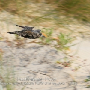 Pluvialis fulva at Ulladulla, NSW - 2 Nov 2019