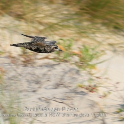 Pluvialis fulva (Pacific Golden Plover) at Ulladulla, NSW - 2 Nov 2019 by CharlesDove