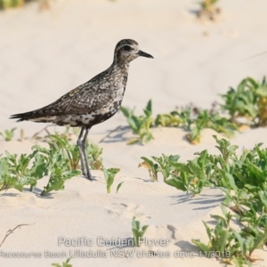 Pluvialis fulva at Ulladulla, NSW - 2 Nov 2019