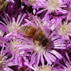 Apis mellifera (European honey bee) at National Arboretum Forests - 10 Nov 2019 by JanetRussell