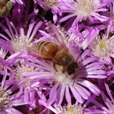 Apis mellifera (European honey bee) at National Arboretum Forests - 10 Nov 2019 by JanetRussell