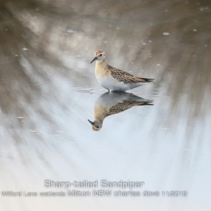 Calidris acuminata at Milton, NSW - 1 Nov 2019 12:00 AM