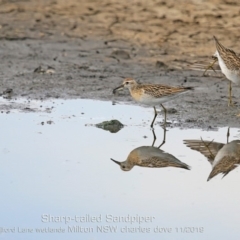 Calidris acuminata at Milton, NSW - 1 Nov 2019 12:00 AM