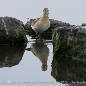 Calidris acuminata at Milton, NSW - 1 Nov 2019 12:00 AM