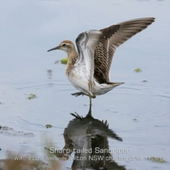 Calidris acuminata at Milton, NSW - 1 Nov 2019 12:00 AM