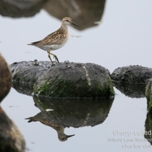 Calidris acuminata at Milton, NSW - 1 Nov 2019 12:00 AM