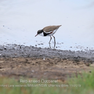 Erythrogonys cinctus (Red-kneed Dotterel) at Milton, NSW - 1 Nov 2019 by CharlesDove