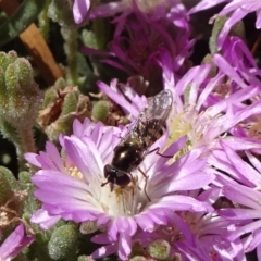 Melangyna viridiceps (Hover fly) at Molonglo Valley, ACT - 10 Nov 2019 by JanetRussell