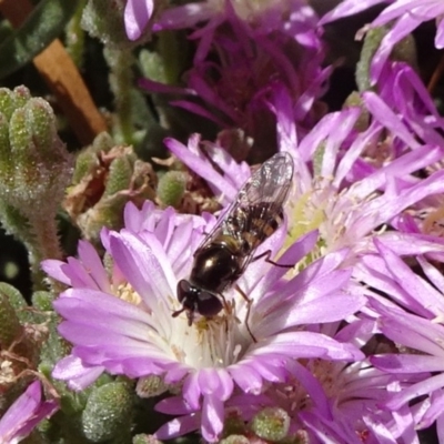 Melangyna viridiceps (Hover fly) at National Arboretum Forests - 10 Nov 2019 by JanetRussell