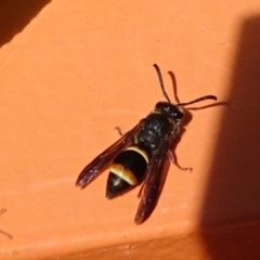 Eumeninae (subfamily) (Unidentified Potter wasp) at National Arboretum Forests - 10 Nov 2019 by JanetRussell