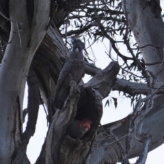 Callocephalon fimbriatum (Gang-gang Cockatoo) at Hughes, ACT - 14 Nov 2019 by JackyF