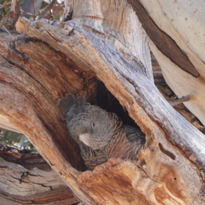 Callocephalon fimbriatum (Gang-gang Cockatoo) at Hughes Grassy Woodland - 16 Nov 2019 by JackyF