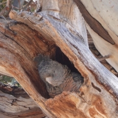 Callocephalon fimbriatum (Gang-gang Cockatoo) at GG174 - 16 Nov 2019 by JackyF