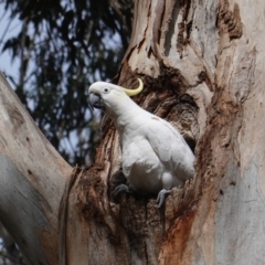 Cacatua galerita (Sulphur-crested Cockatoo) at Garran, ACT - 16 Nov 2019 by JackyF