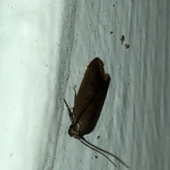 Gelechioidea (superfamily) (Unidentified Gelechioid moth) at Aranda, ACT - 16 Nov 2019 by Jubeyjubes