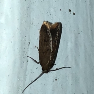 Gelechioidea (superfamily) at Aranda, ACT - 16 Nov 2019