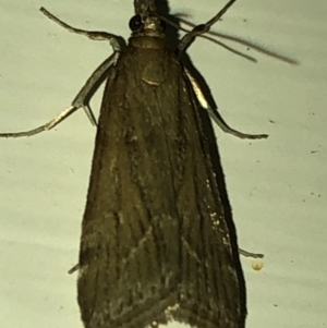 Crambidae sp. (family) at Aranda, ACT - 16 Nov 2019 08:20 PM