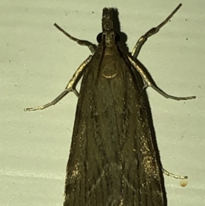 Crambidae sp. (family) at Aranda, ACT - 16 Nov 2019 08:20 PM