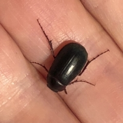 Melolonthinae sp. (subfamily) (Cockchafer) at Aranda, ACT - 16 Nov 2019 by Jubeyjubes