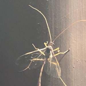 Netelia sp. (genus) at Aranda, ACT - 16 Nov 2019